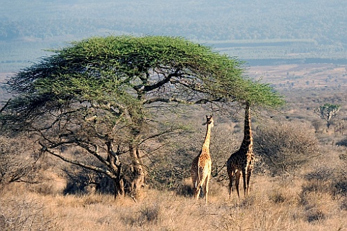 Kenia (262)